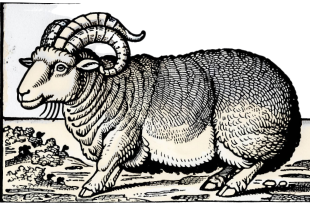 Niederbayerischers Wollwaldschaf
